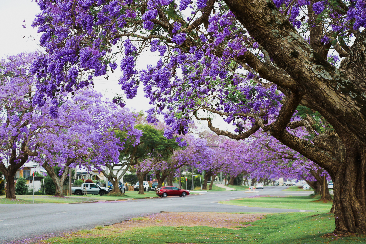 The purple rain of the jacaranda trees