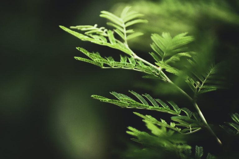 Random thoughts about nature