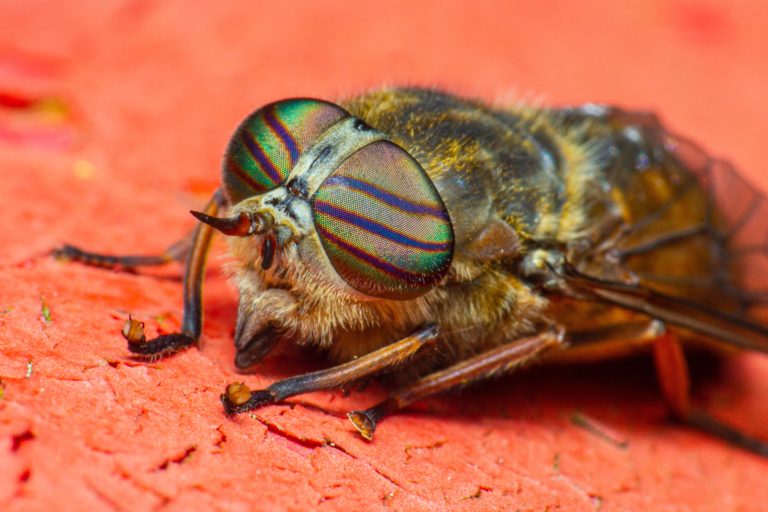 The natural phenomenon called ‘parasitism’